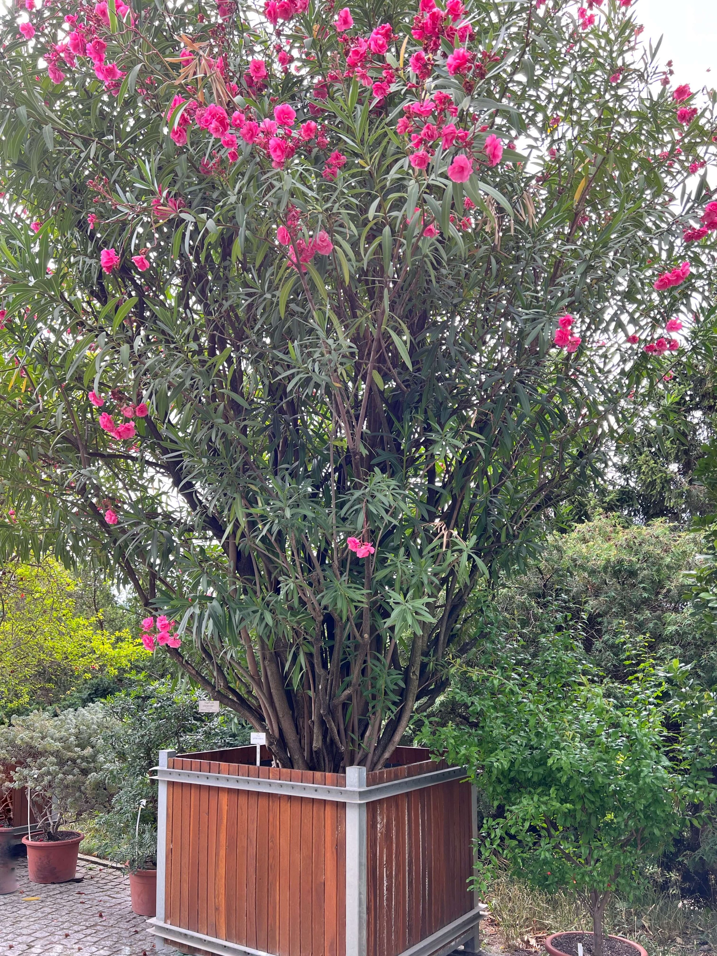 oleander in garden planters on the path.JPG