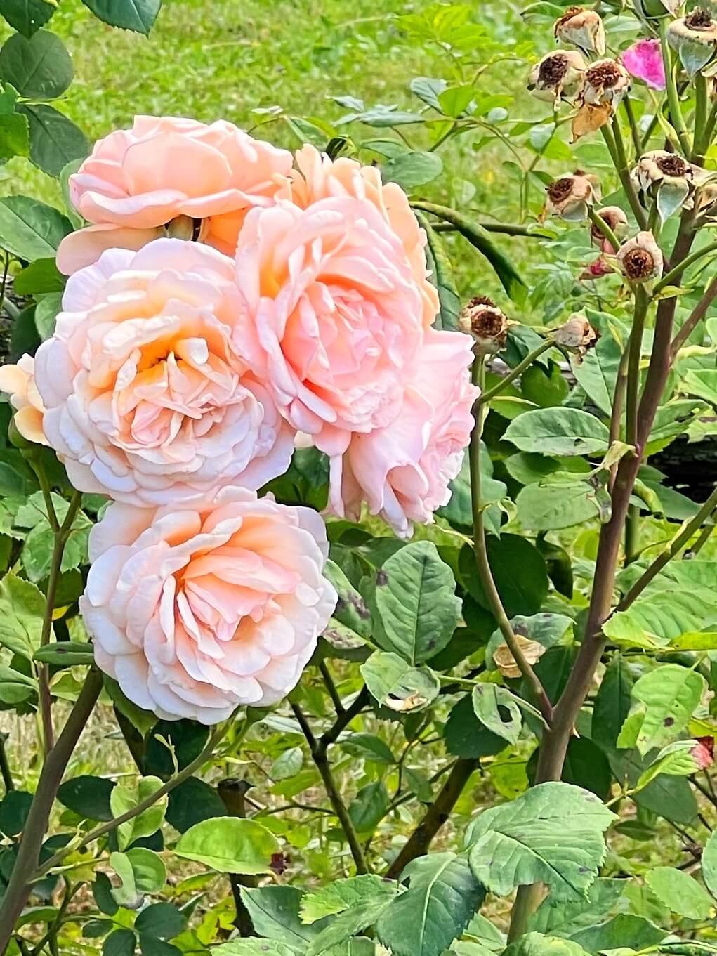 peach cluster roses.JPG