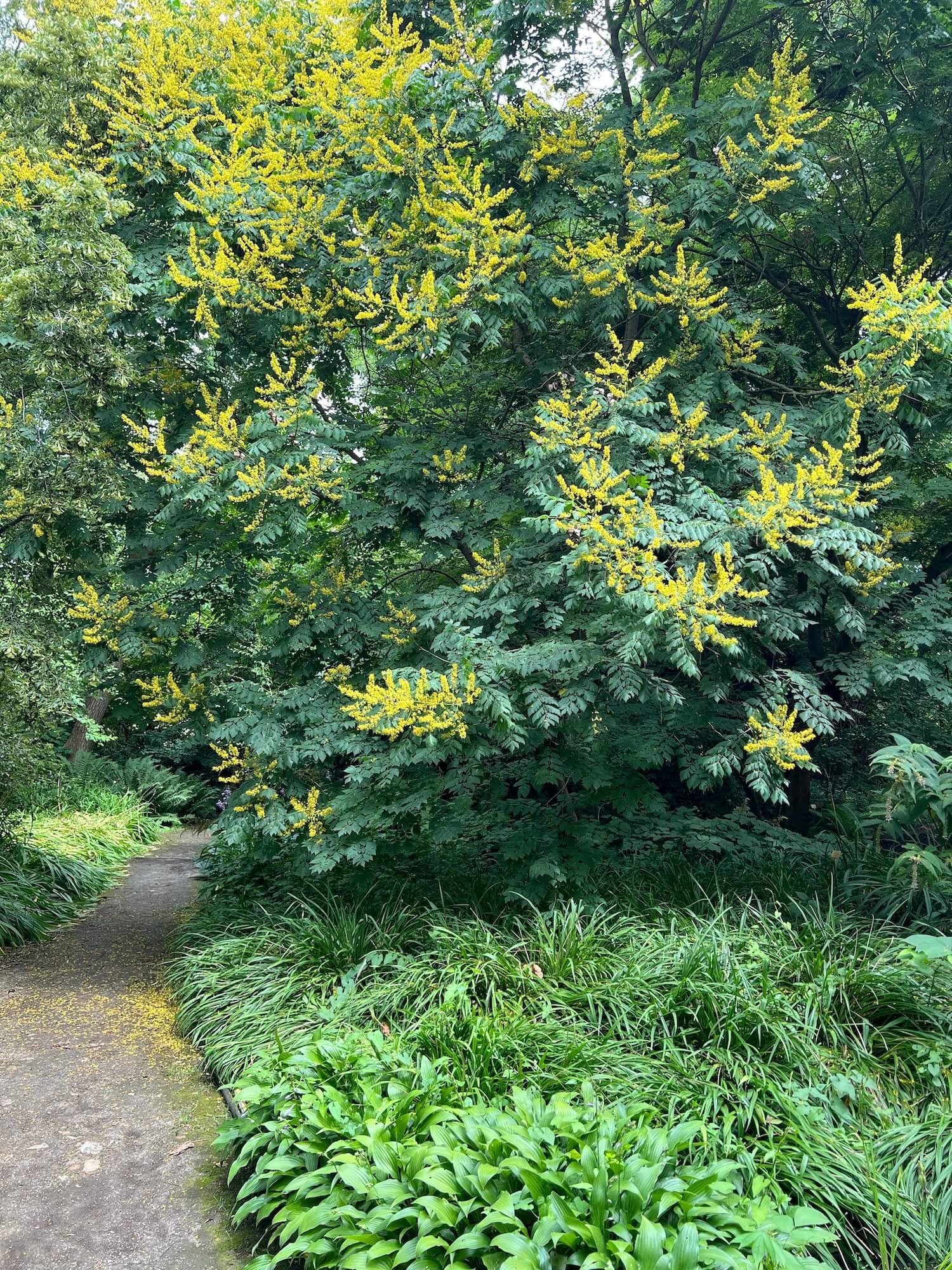 golden rain tree on a path in the arboretum.JPG