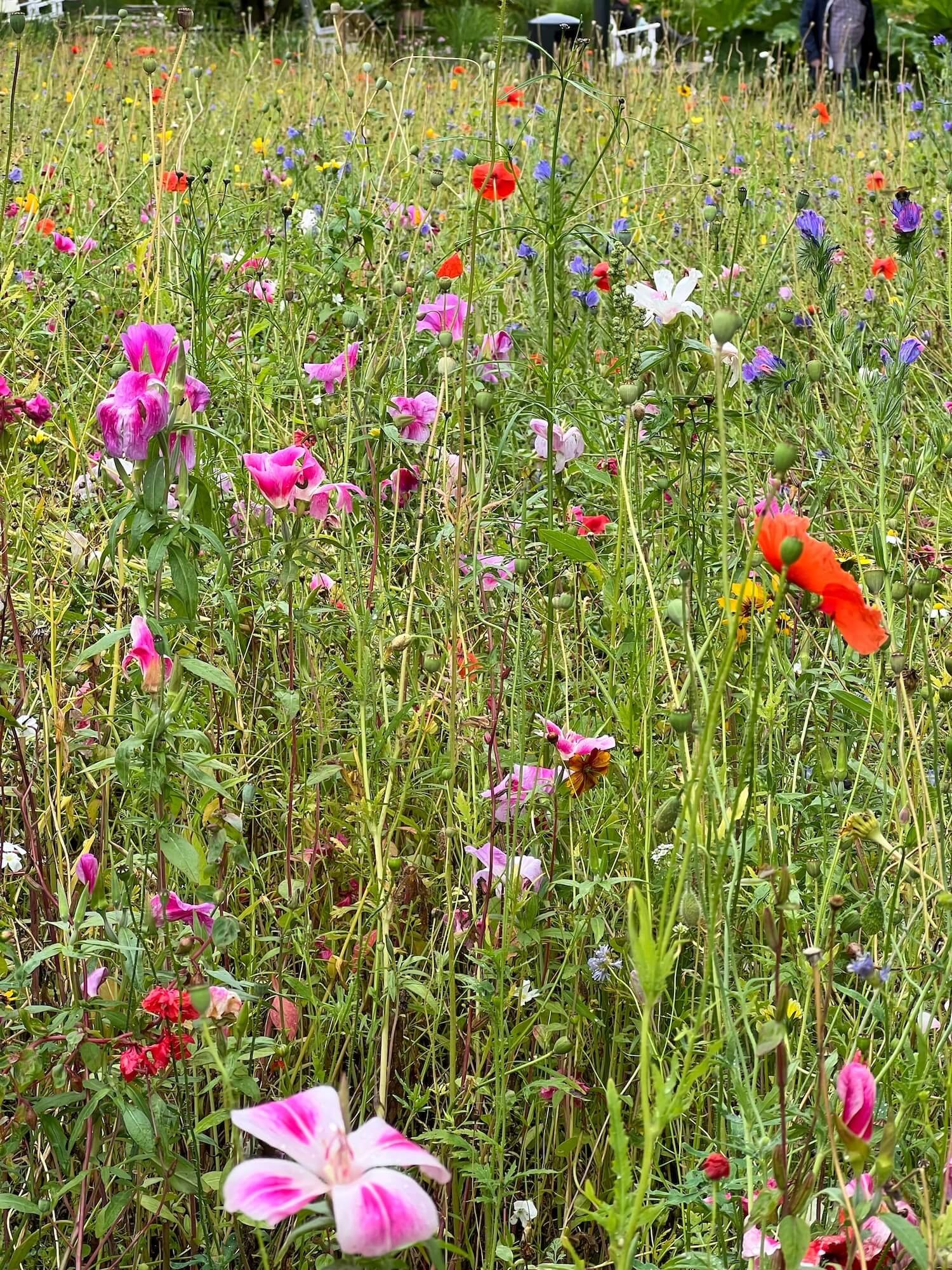 planten un blumen 6.JPG