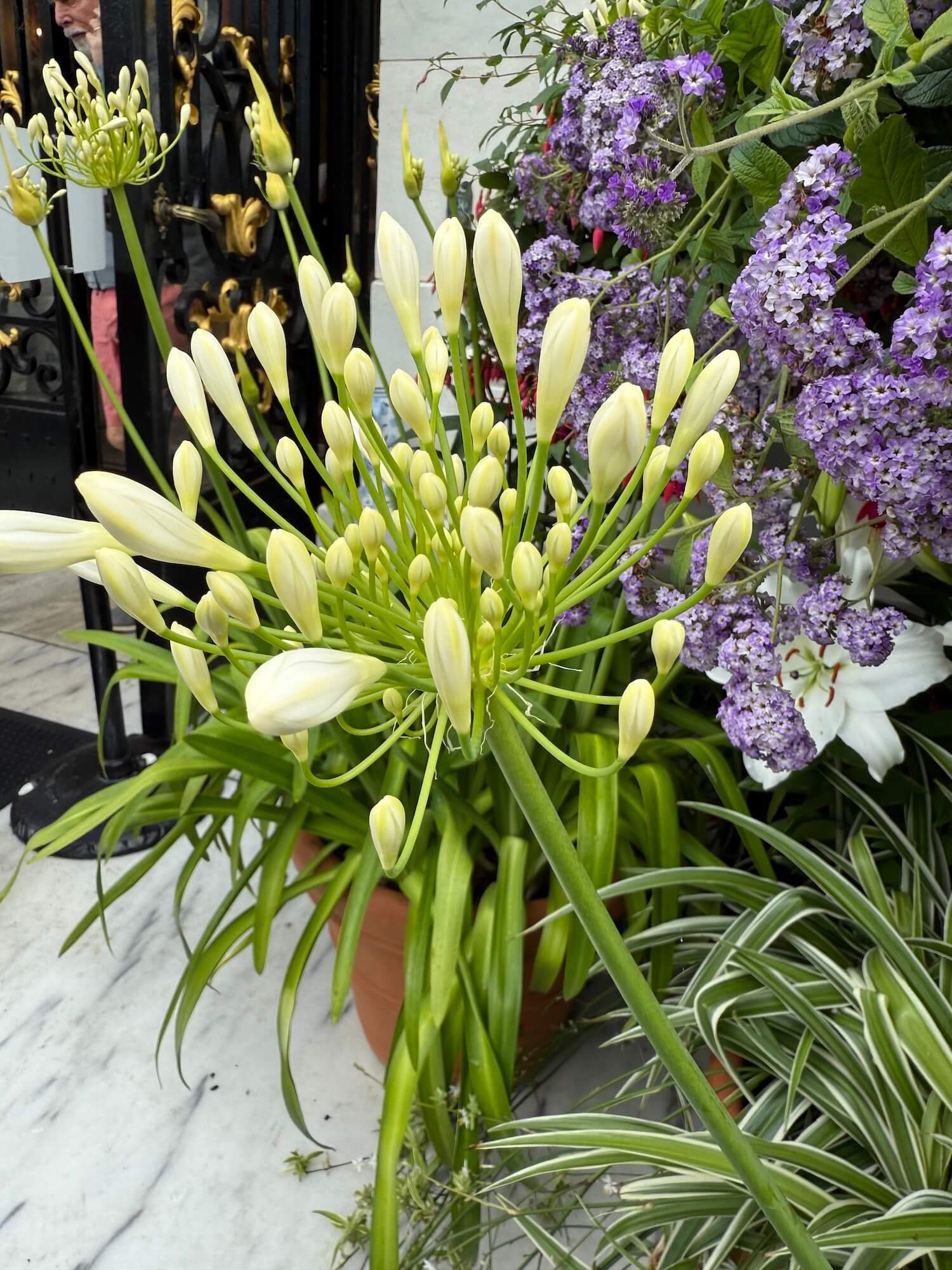 lily close up.jpeg
