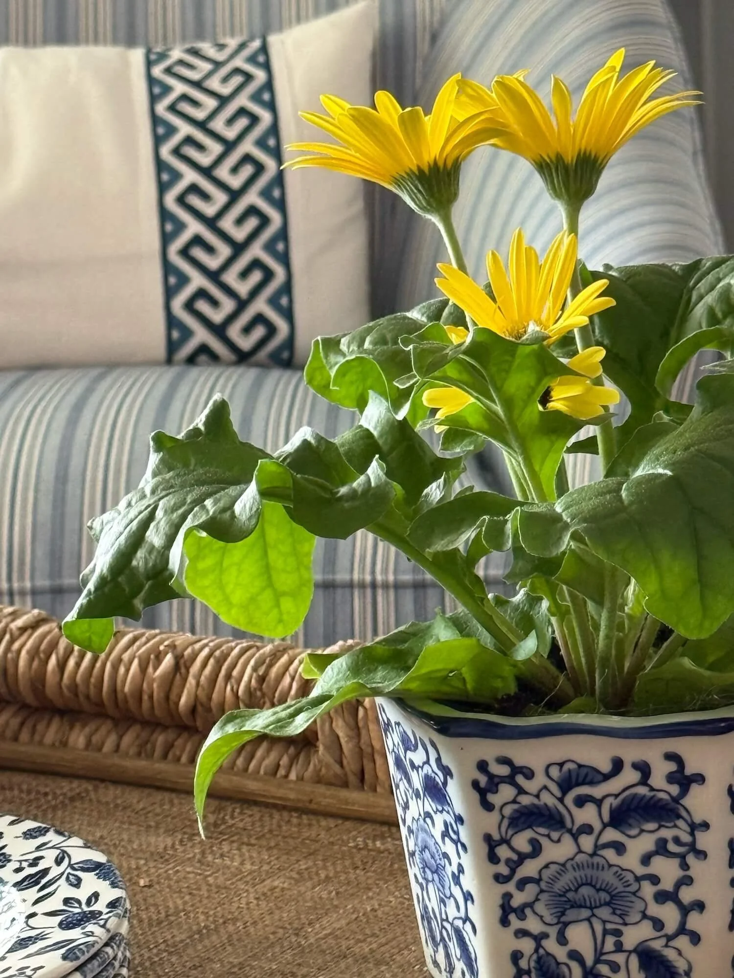 pot of yellow flowers.jpeg