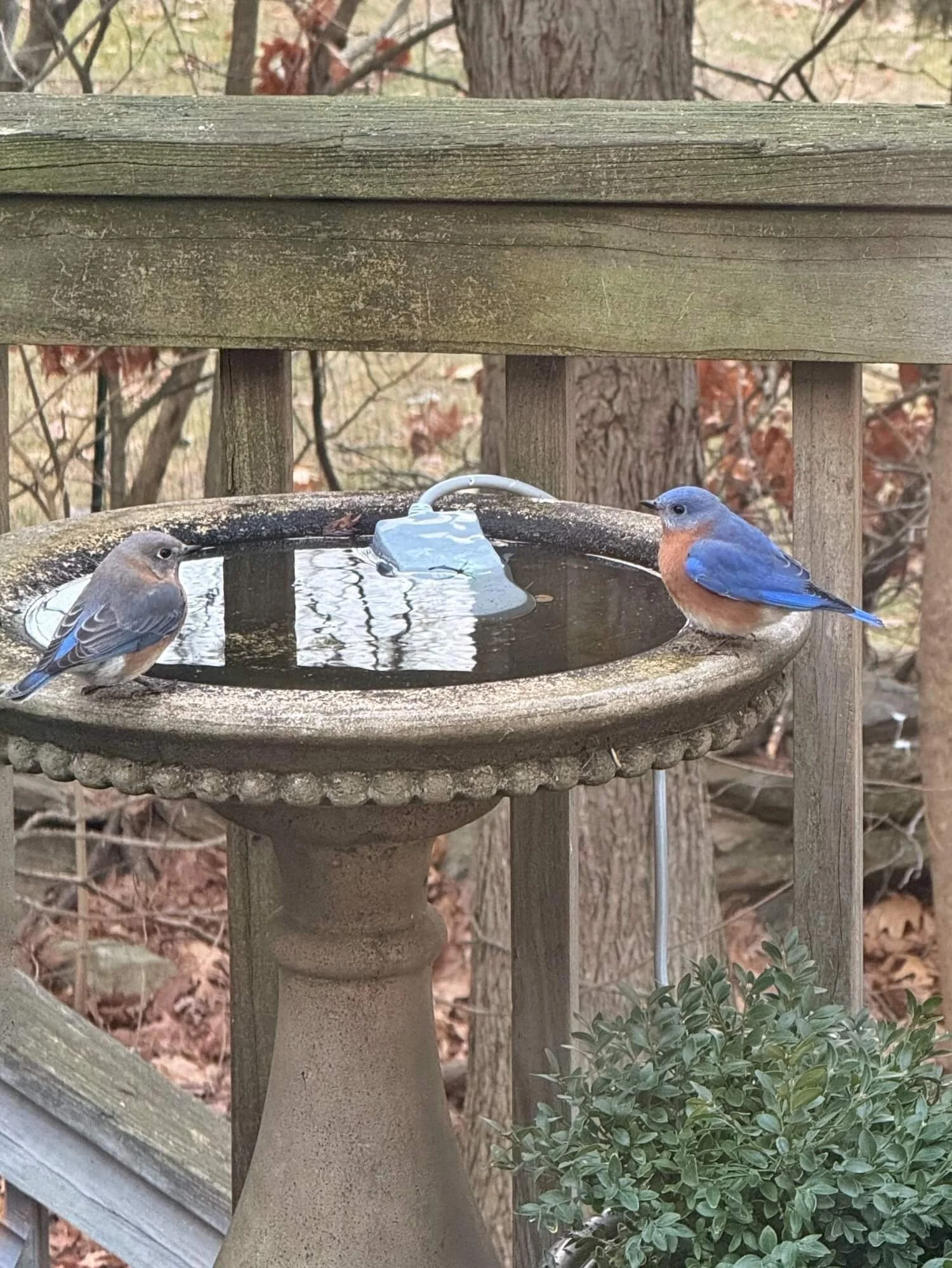 Bluebirds in the heated birdbath.JPG
