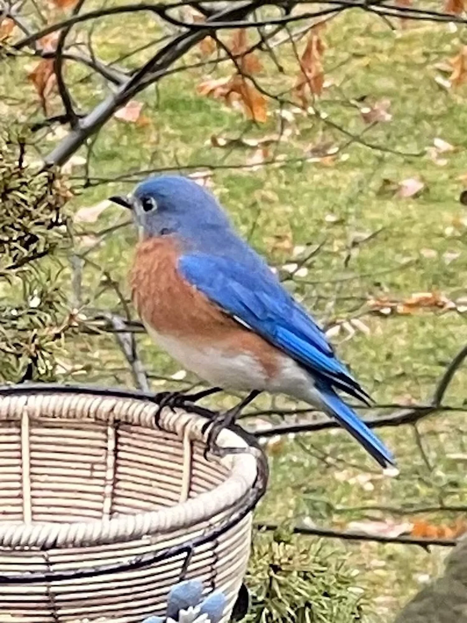 bluebird.JPG