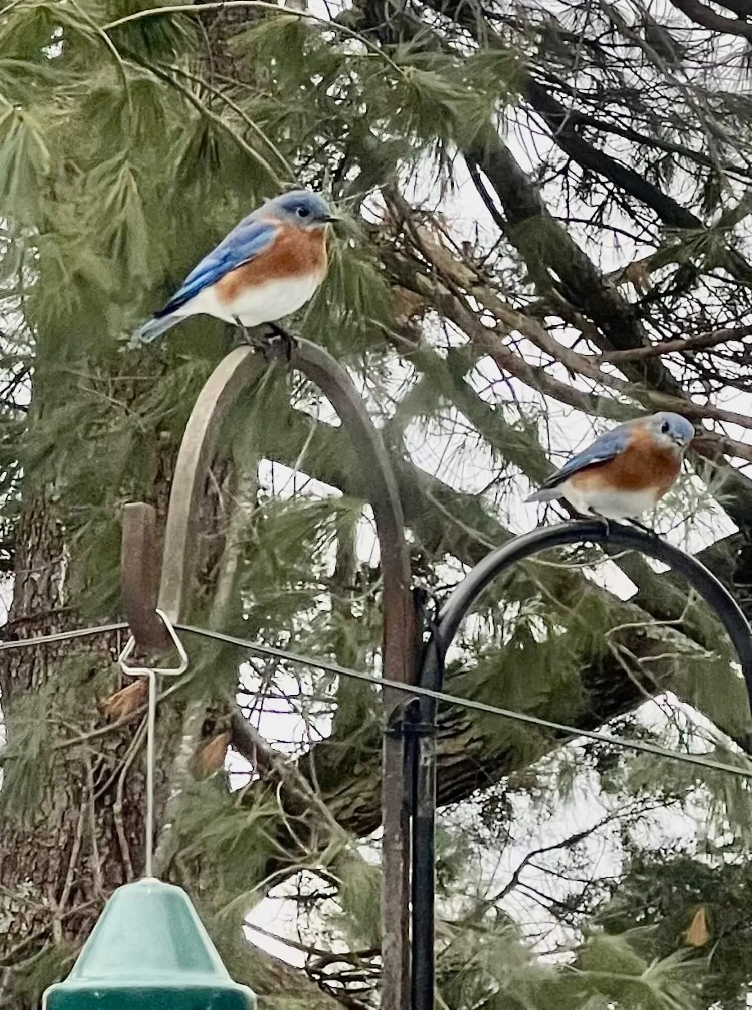 bluebirds waiting their turn.jpeg