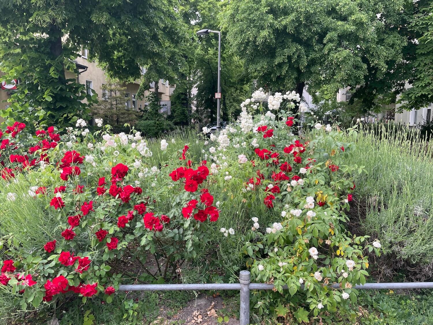 neihborhood flowers along sidewalk.jpeg