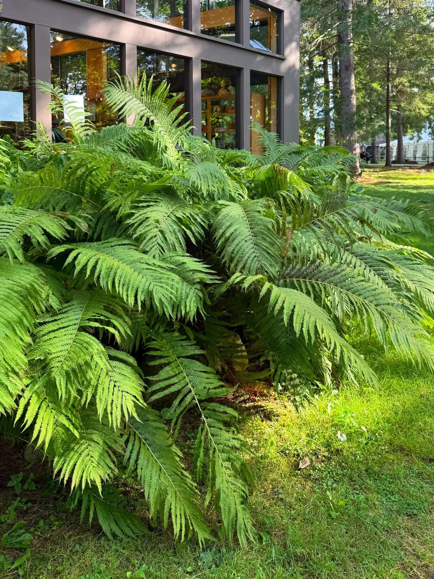 gift shop w/ giant ferns