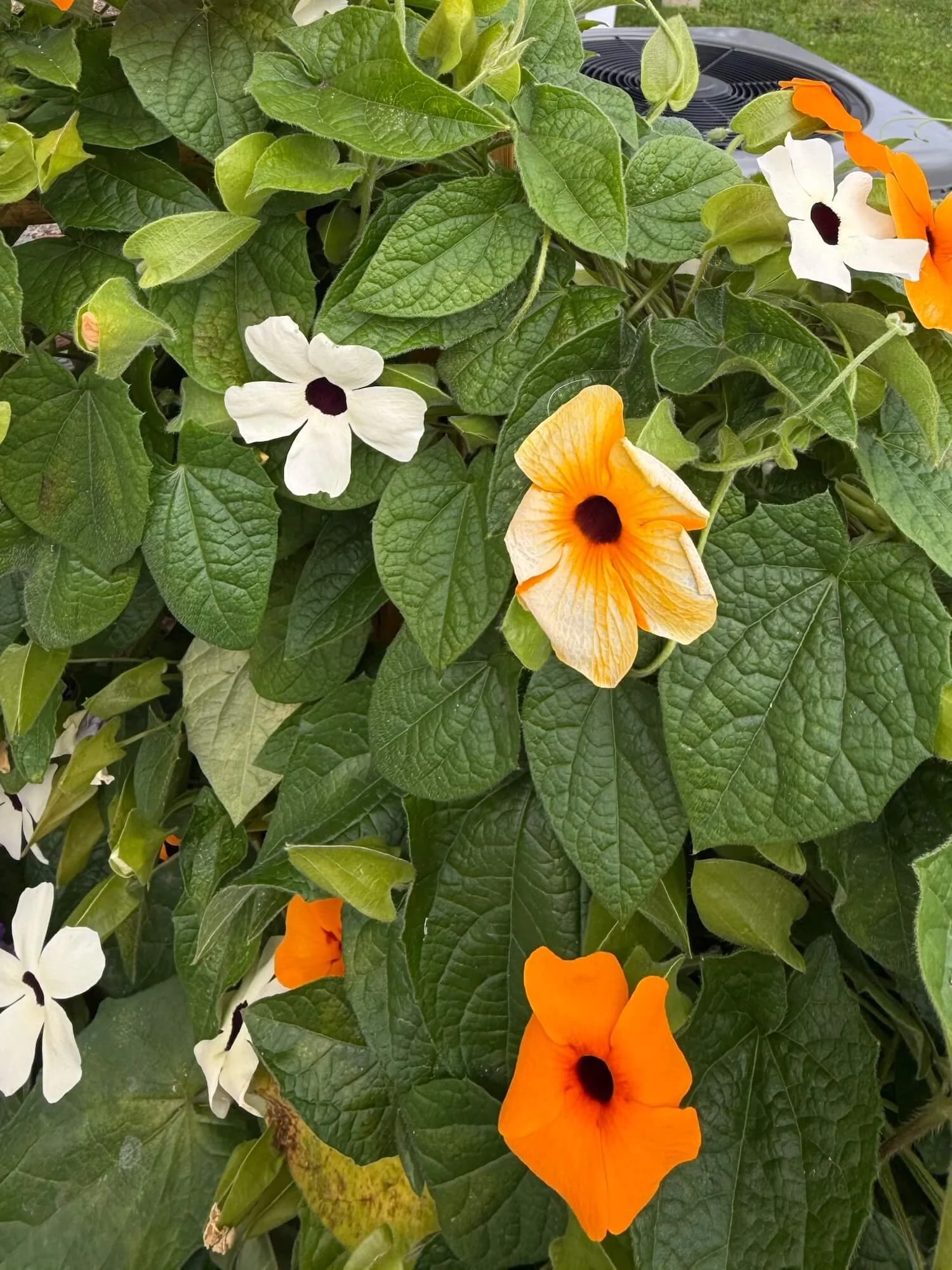 L climbing black eyesd susan vine.jpeg