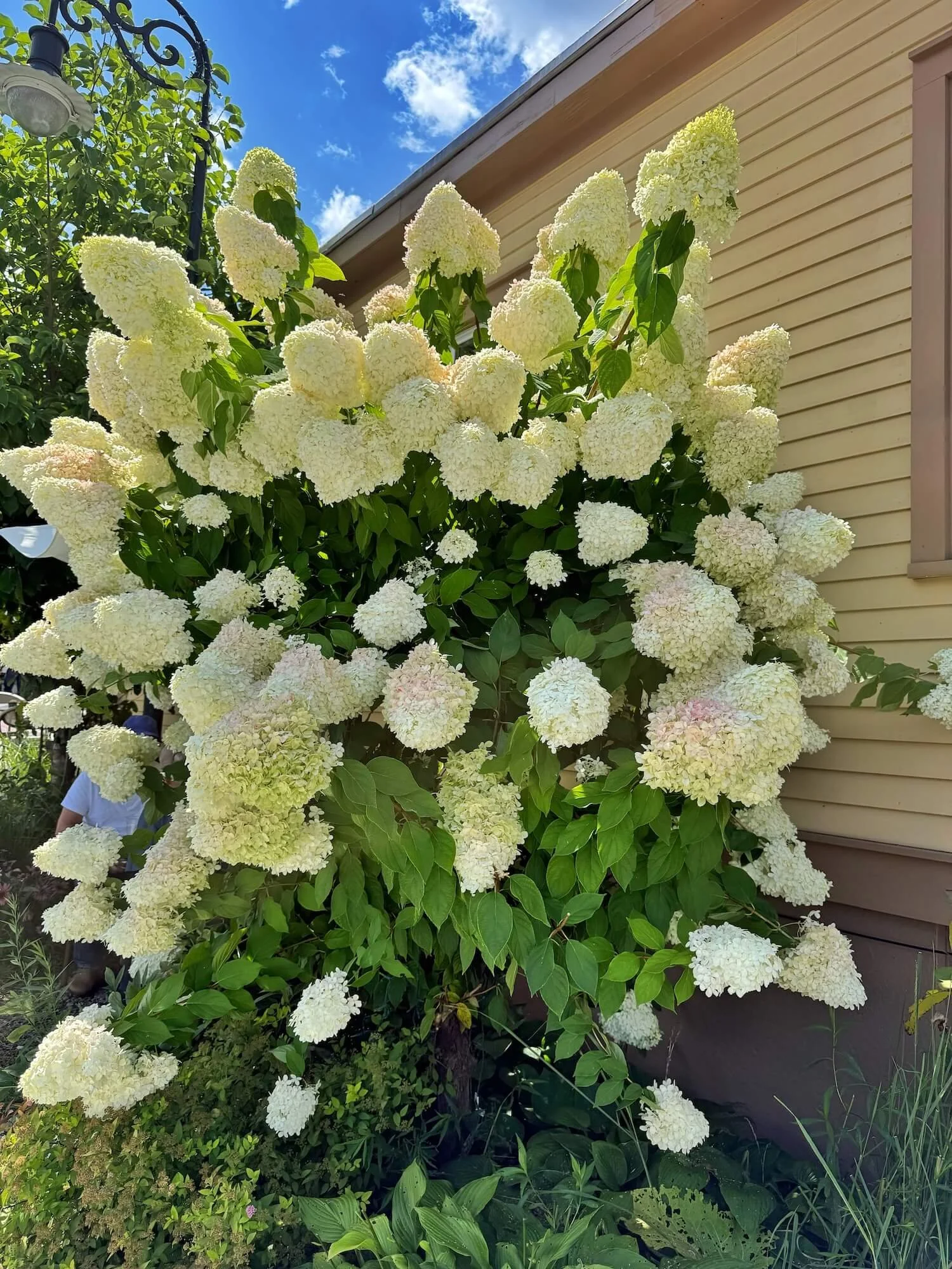 L hydrangea.jpeg