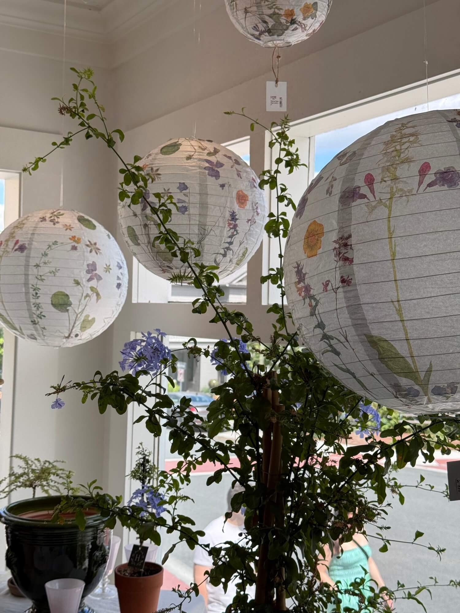 L honeychurch lanterns.jpeg