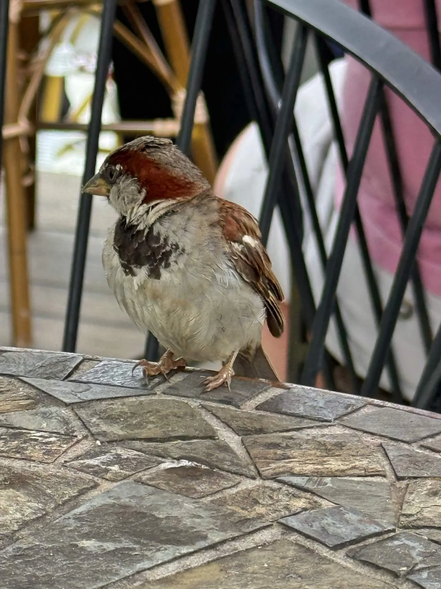 L patisserie sparrow.jpeg