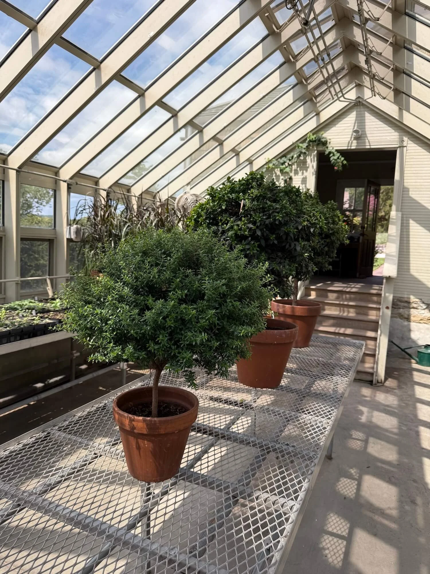Ngreenhouseinterior.jpeg