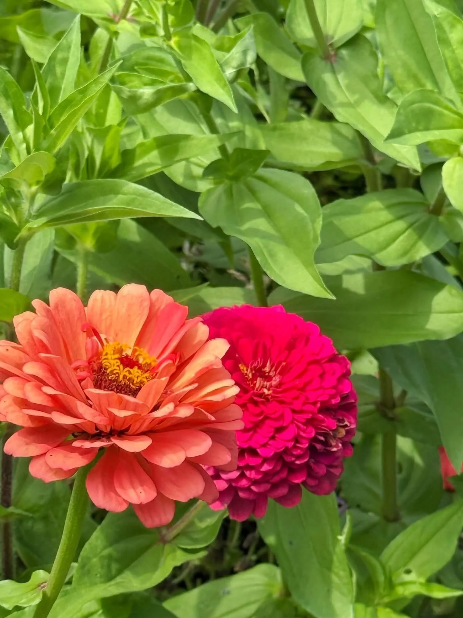 Nflower4.jpeg