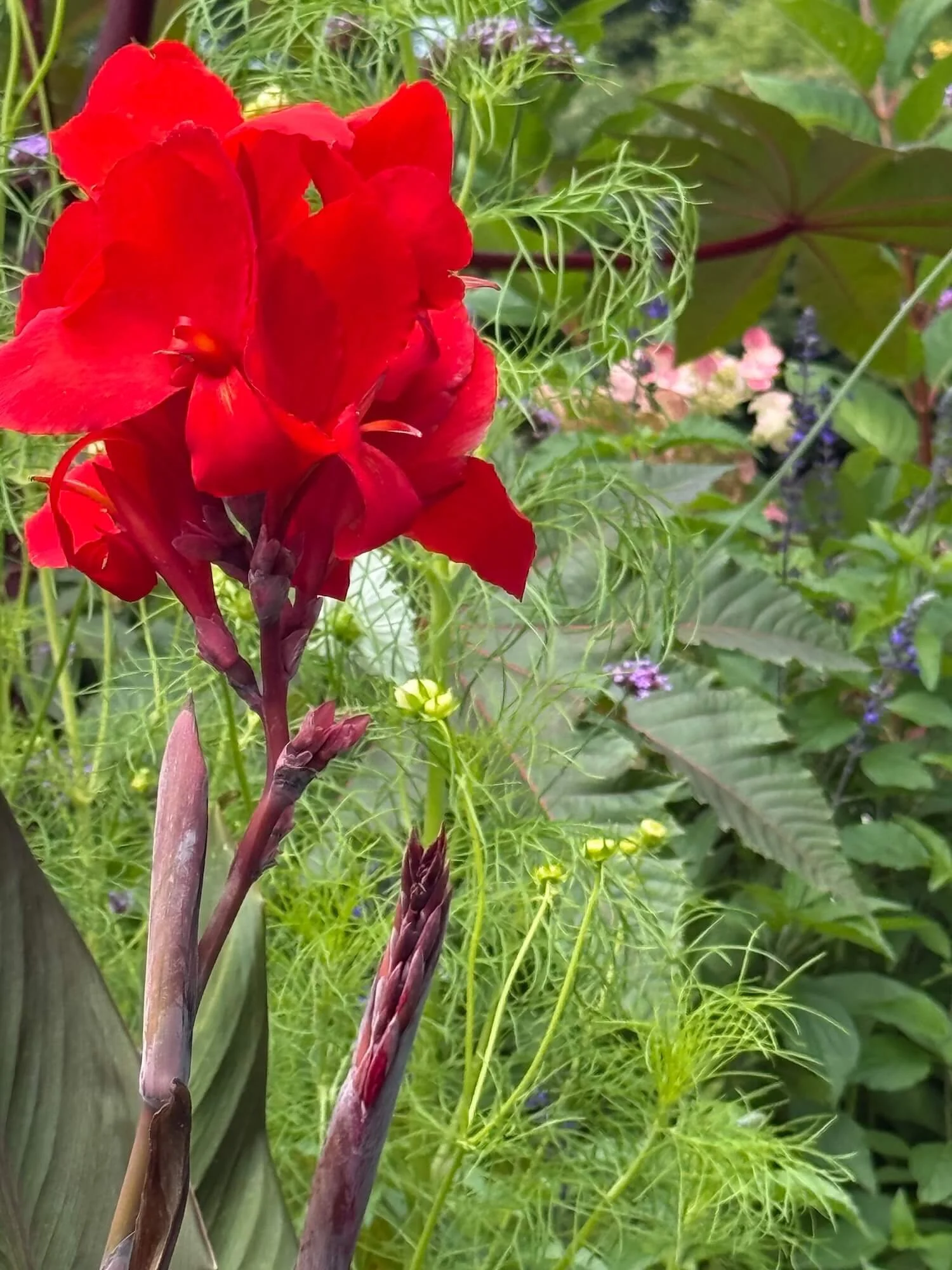 Nflower3.jpeg