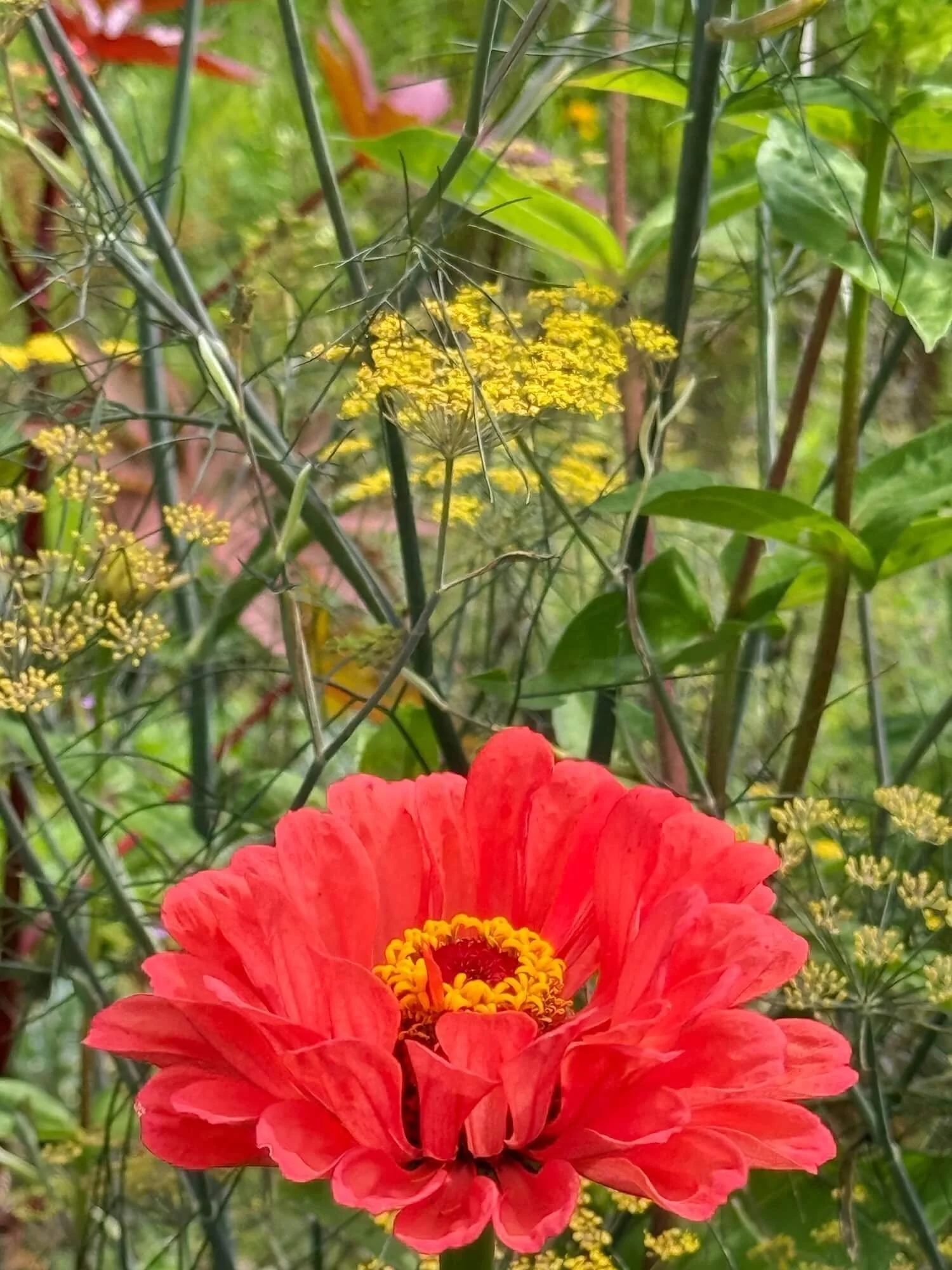Nflower2.jpeg