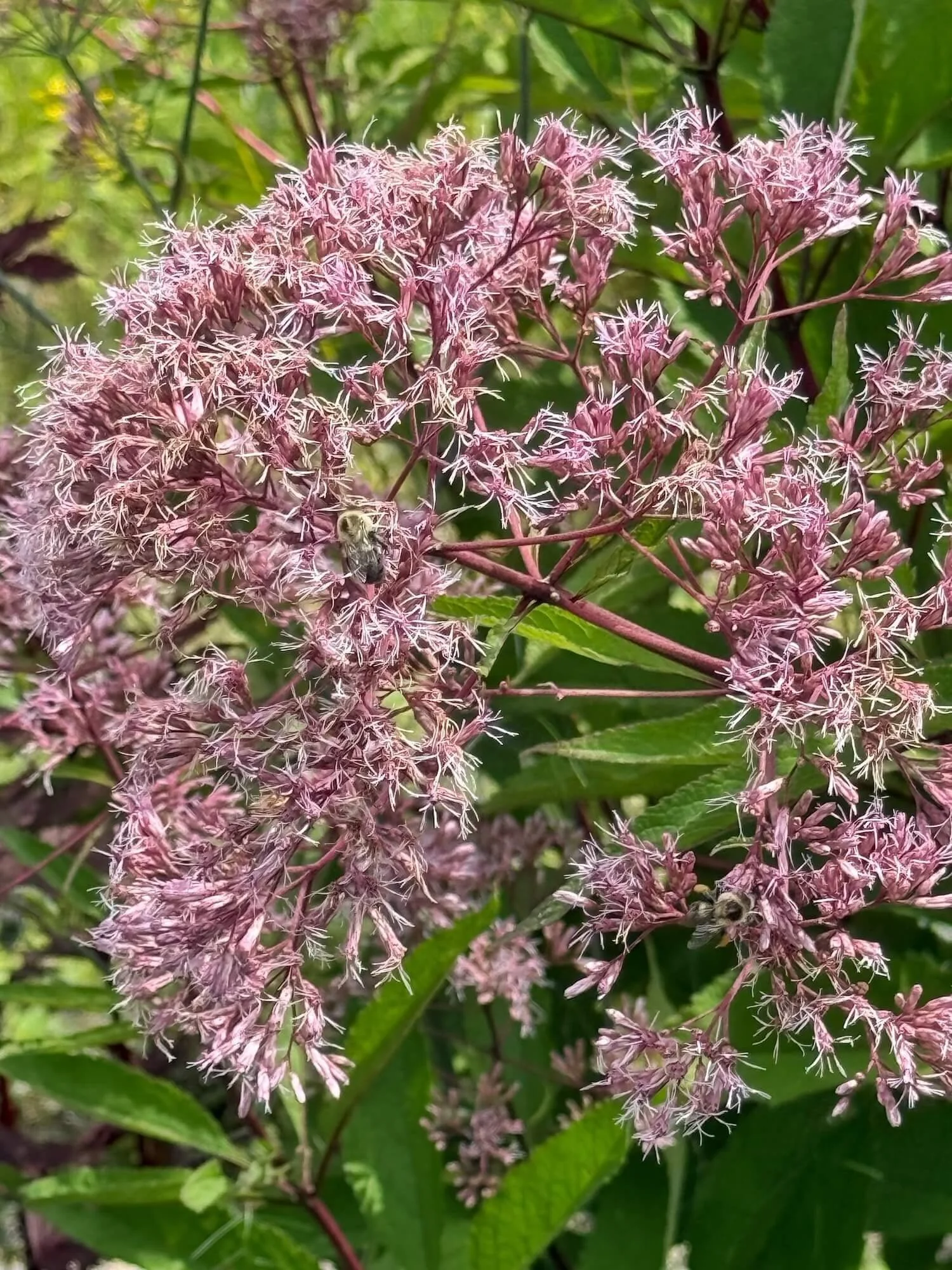 Ngardenflower.jpeg