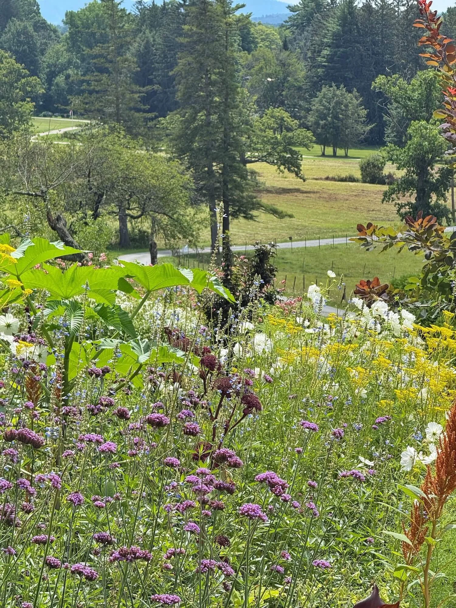 Ngardenview2.jpeg