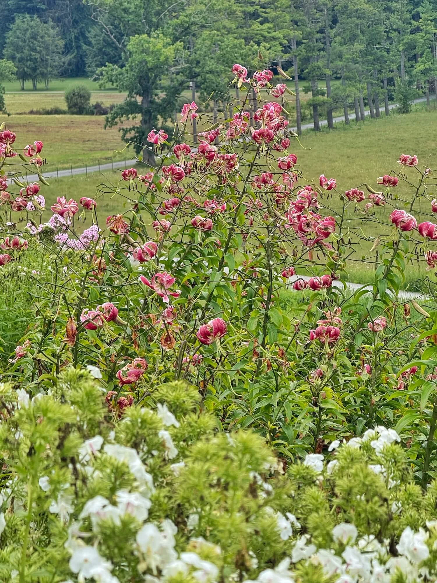 Ngardenview4.jpeg