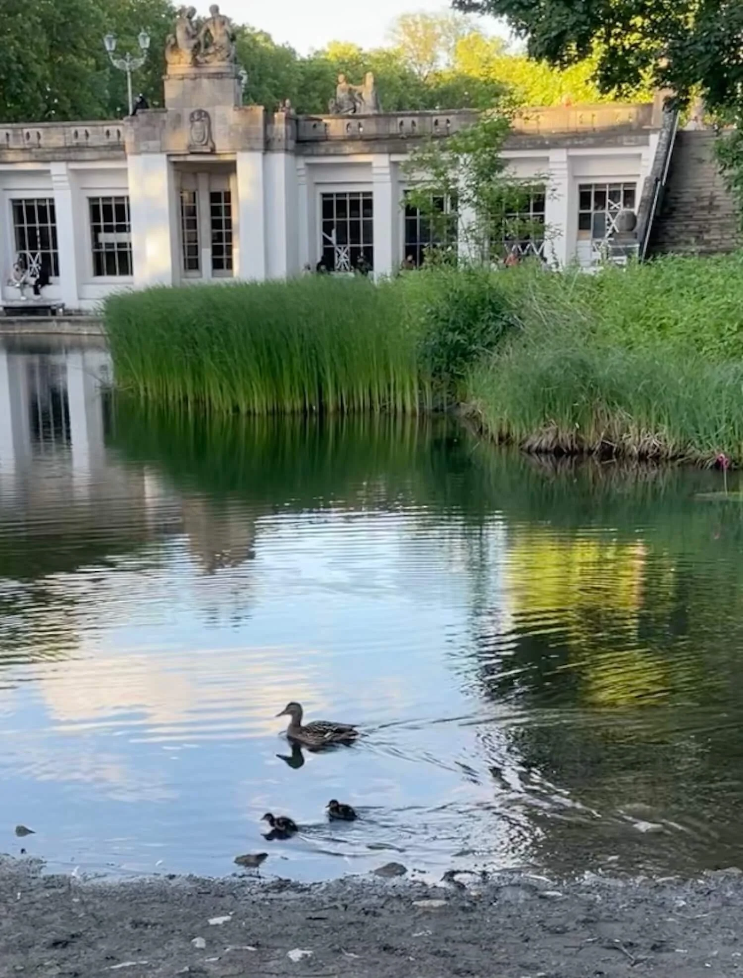 Berlin neighborhood park duck pond
