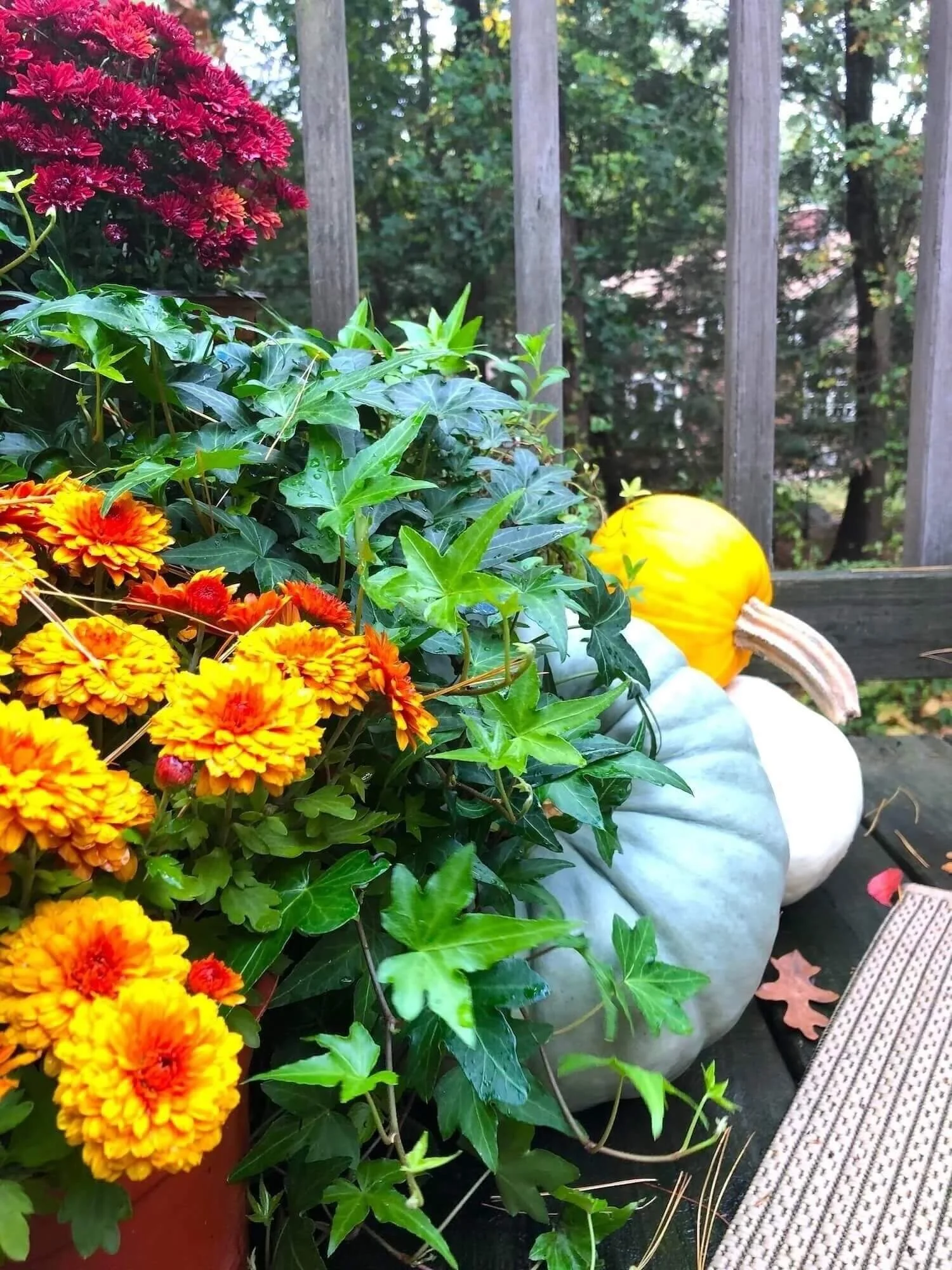 Mums and pumpkins for fall decor