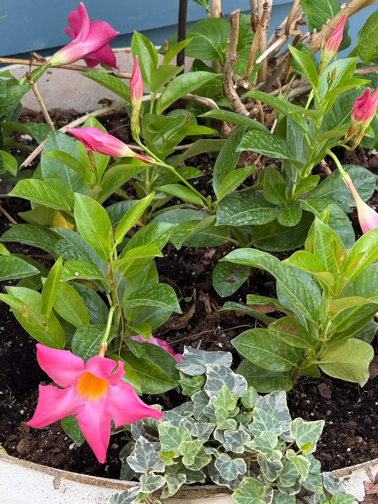 pot with hydrangea nd dipladenia