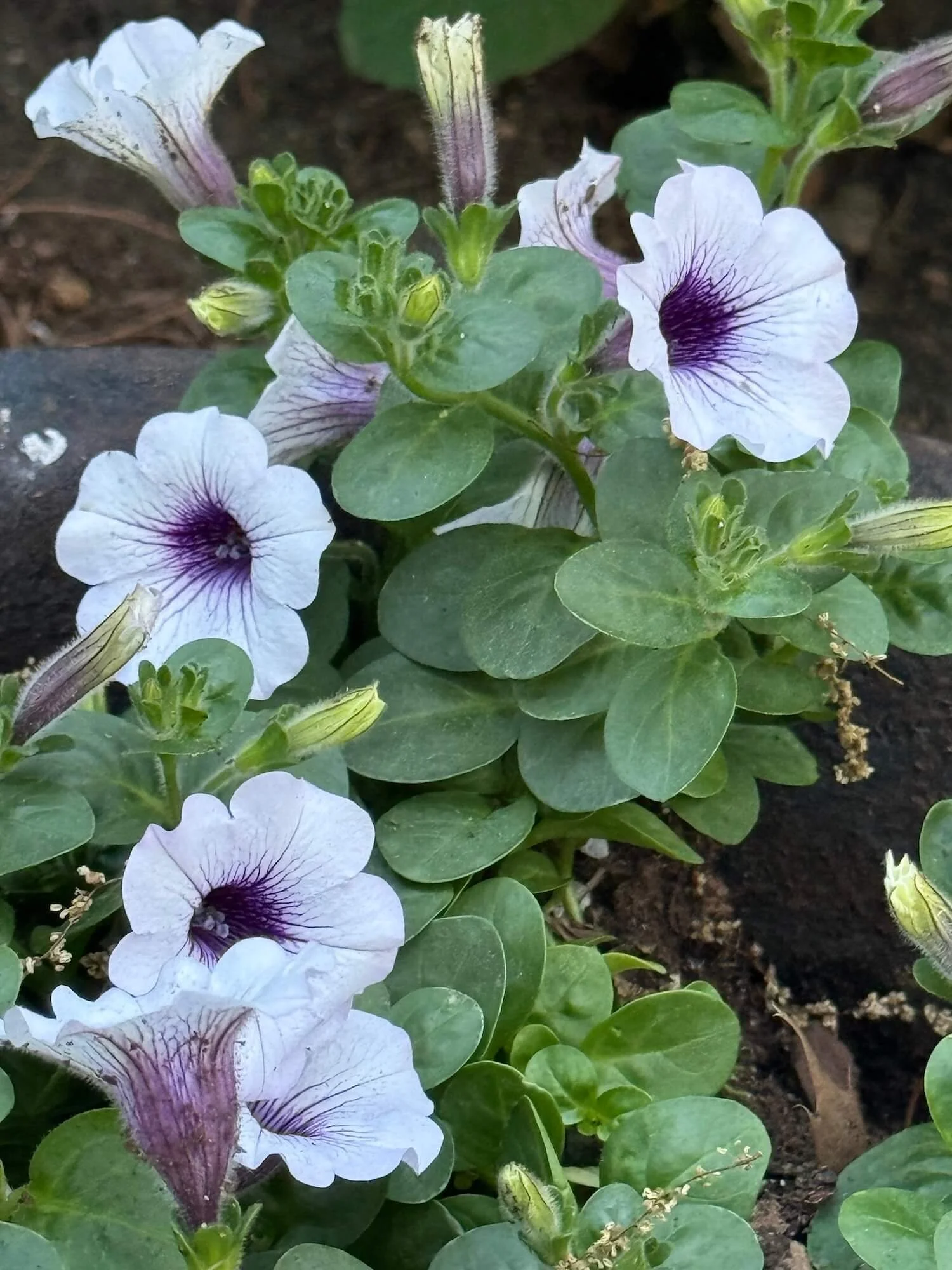 petunias in a cast iron bucket.jpeg