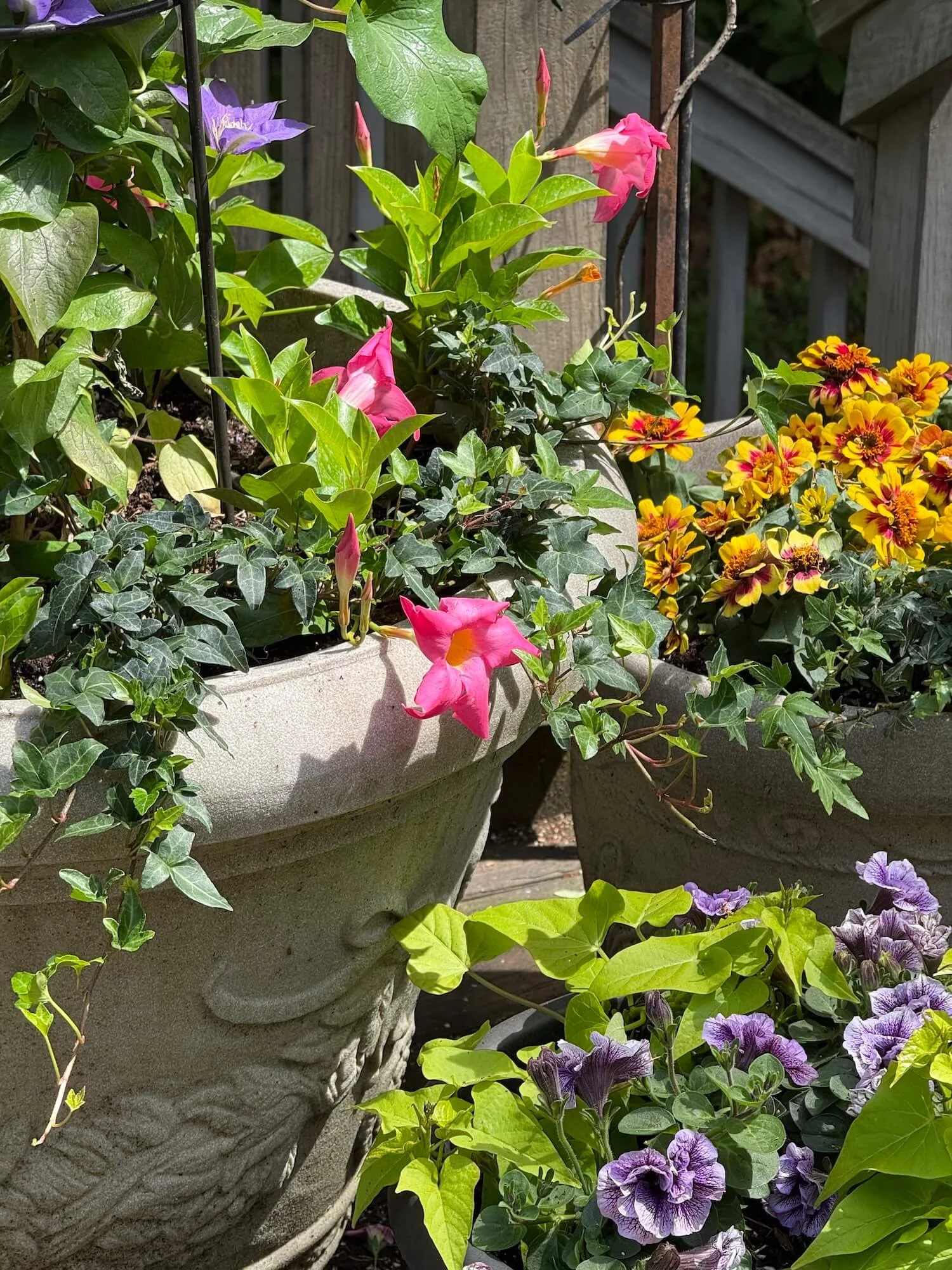 potted clematis zinnias and petunias