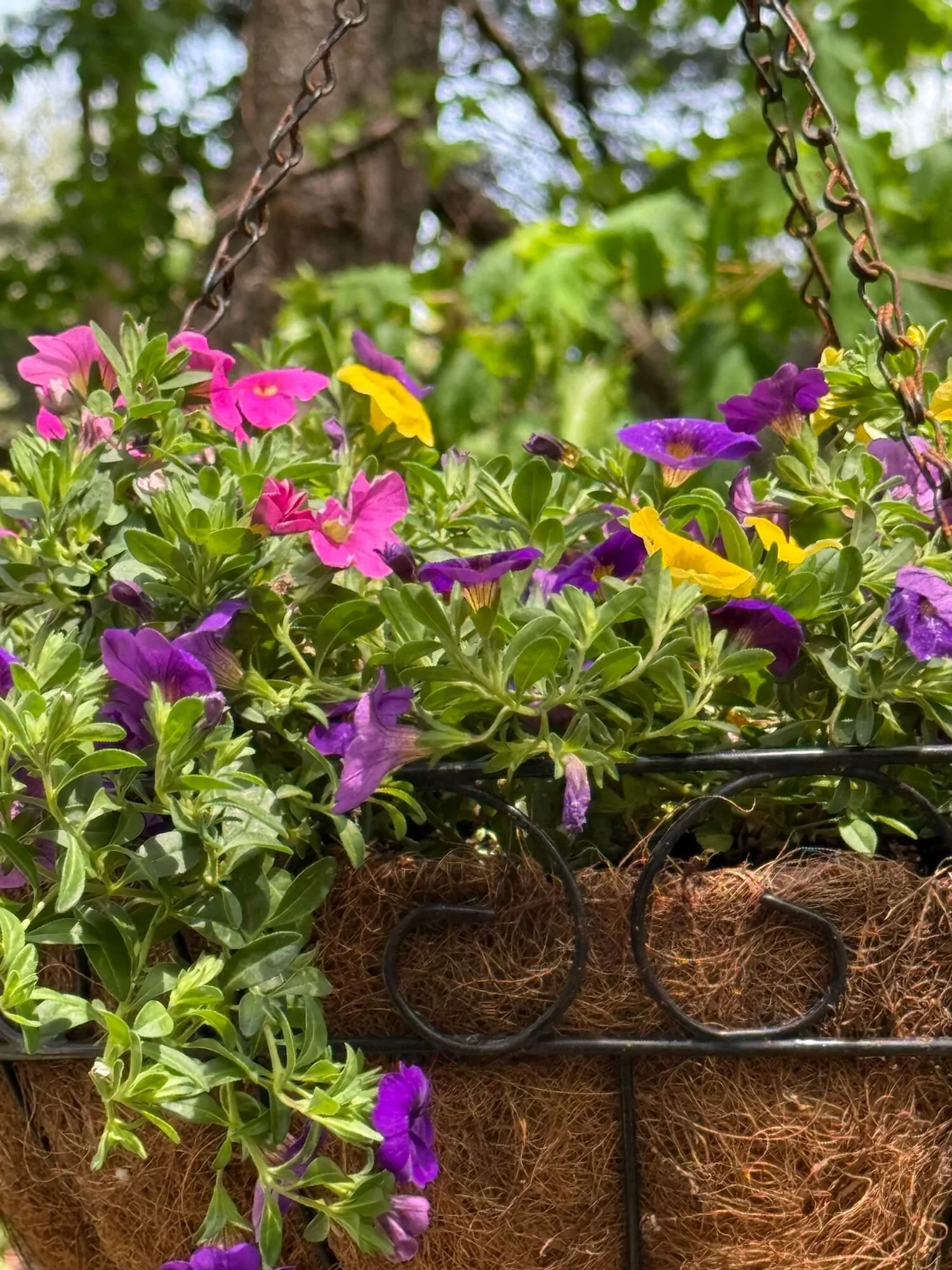 hanging basket of petunias and ivy