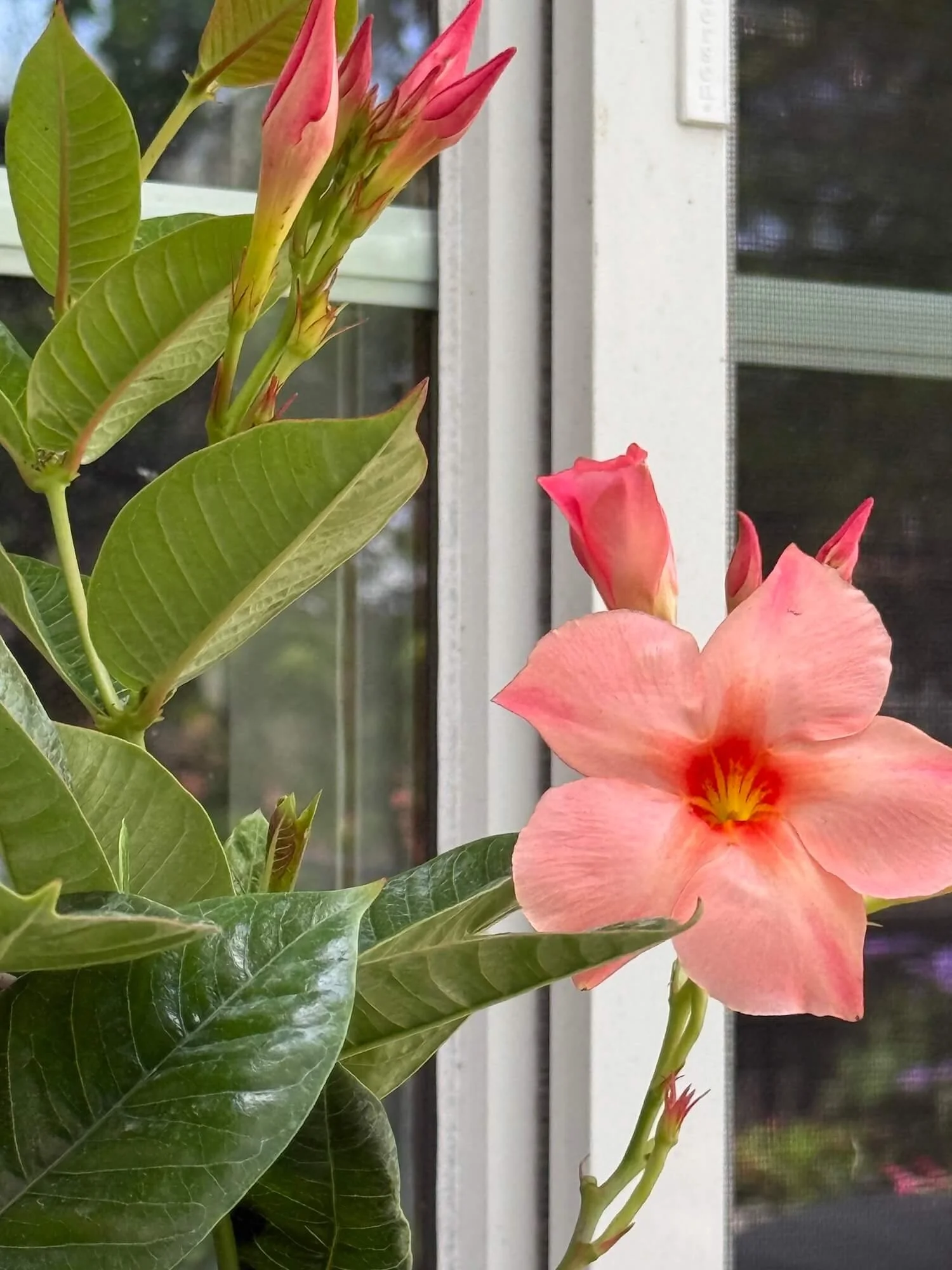 pretty salmon mandevilla plant