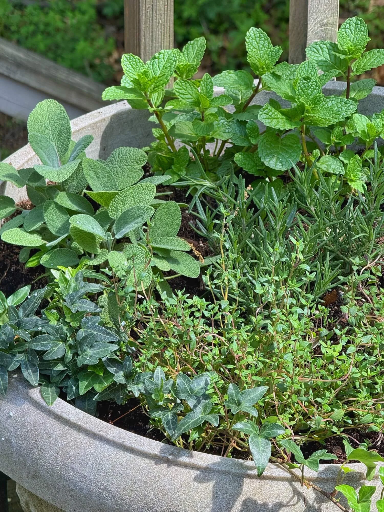 herb pot with thyme, sage, rosemary, and mint