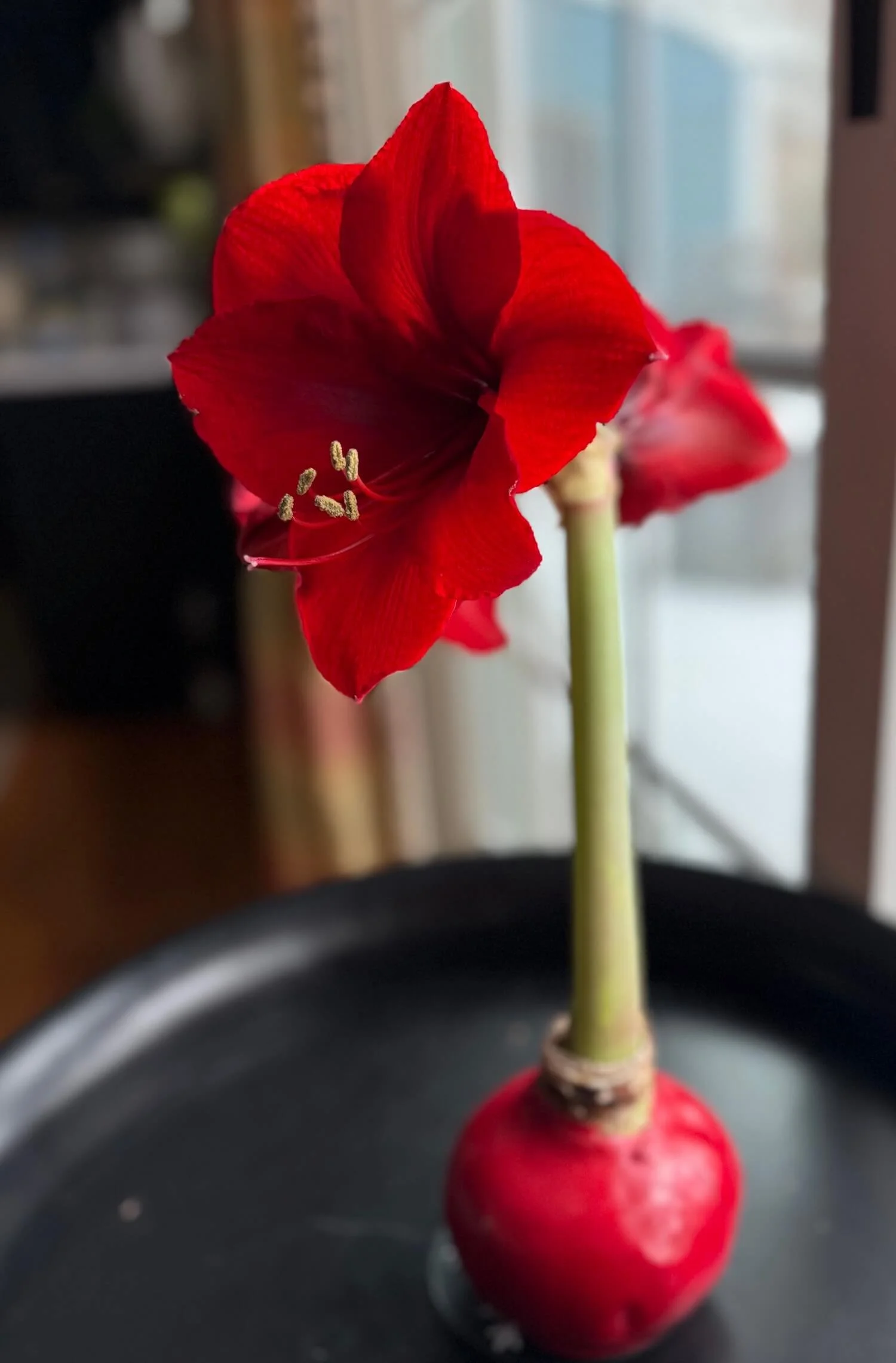 red waxed amaryllis in bloom