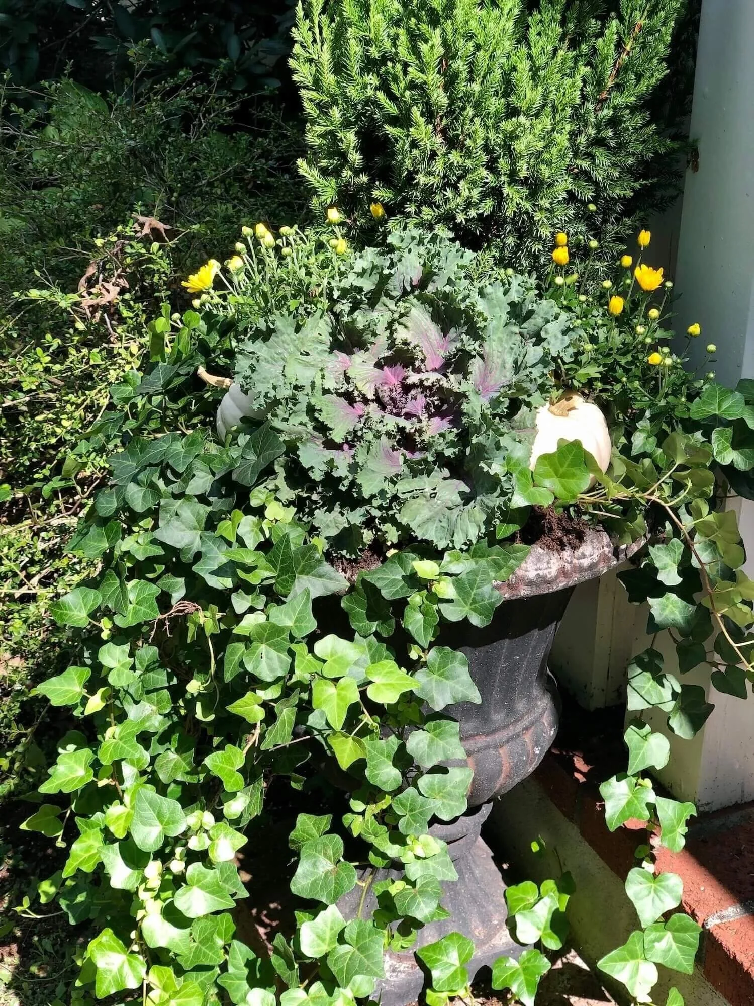 entry urns with mums  kale, pumpkins and ivy