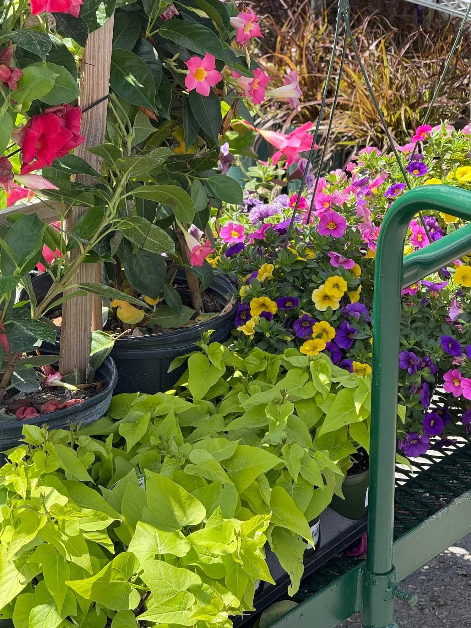 cart filed with annuals at the wholesale nursery