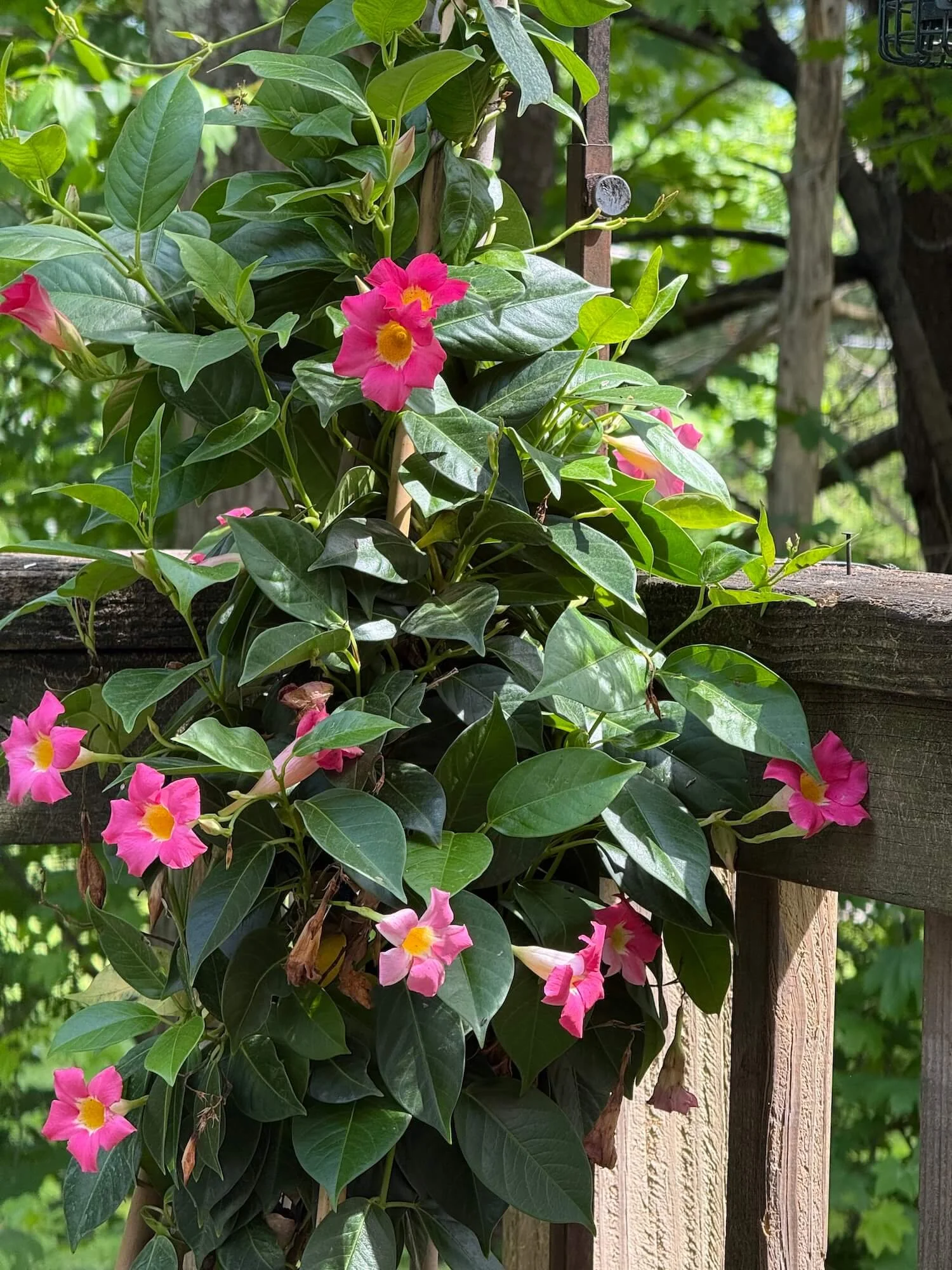 mandevilla vine