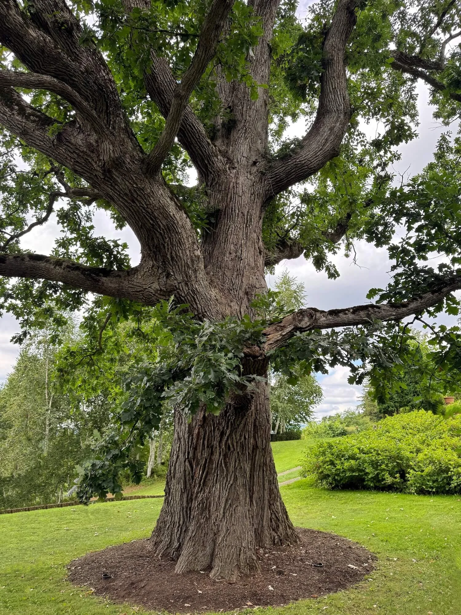 Naumkeg swamp oak