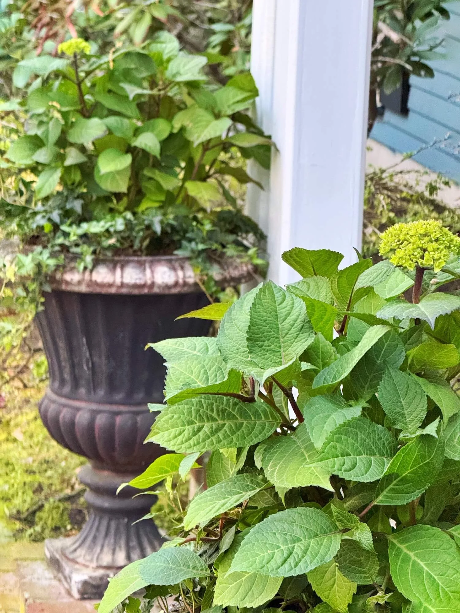 pottend hydrangeas in front porch urns