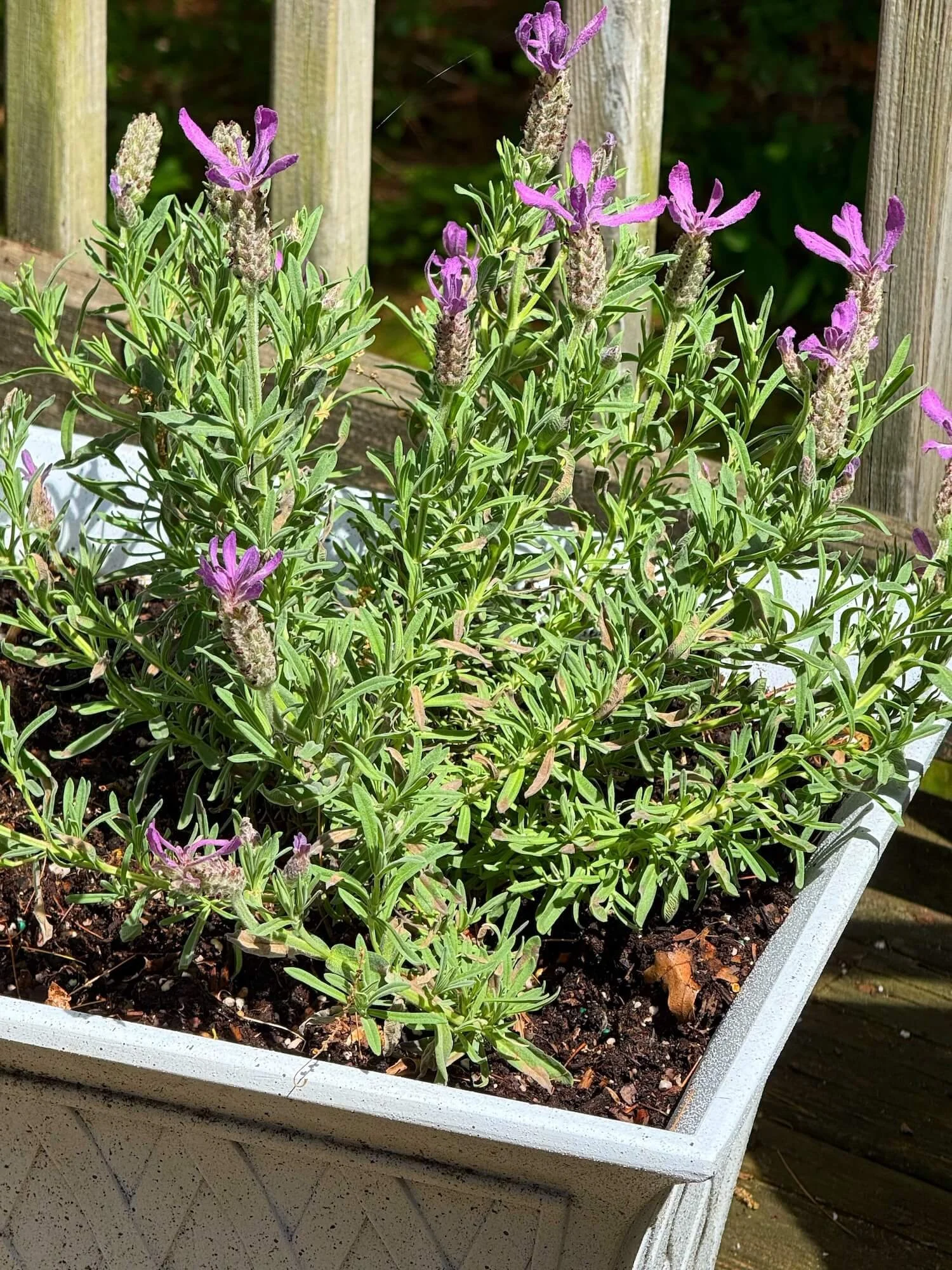 potted lavender plant