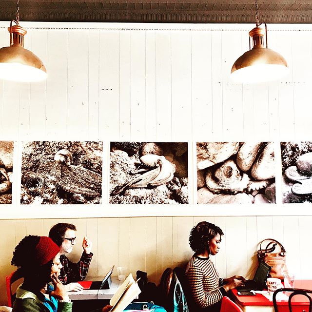 Check out Muddy&rsquo;s new underwater menagerie. Brilliant photos by talented Jeff Eyrich of Octopus/Octopi photographed on his dives under the sea. #octopus #octopi #octopusphotography  #coffeehousephotography #coffeetarrytown #tarrytown #bestcoffe