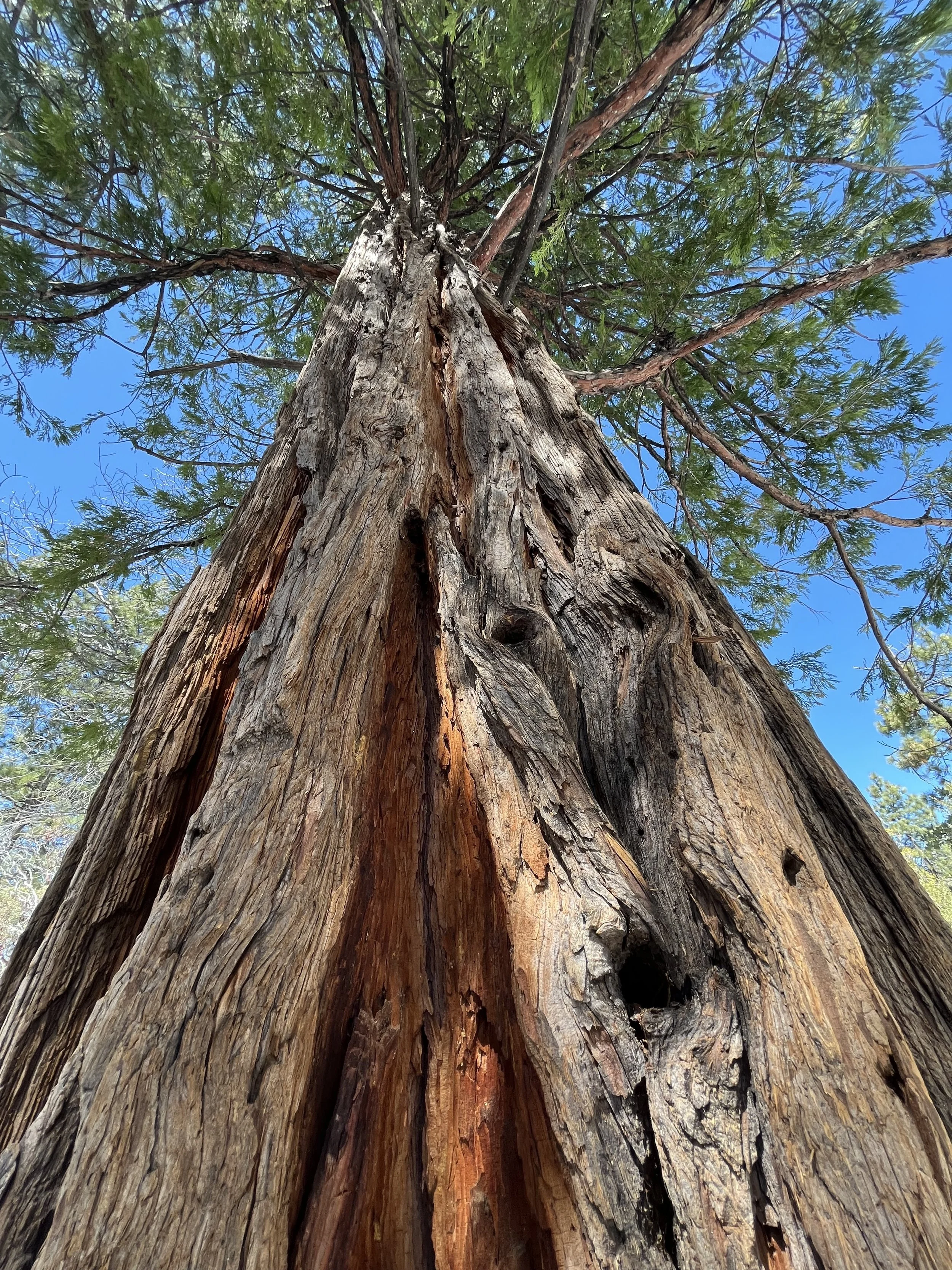 The big beautiful trees of Idyllwild California.