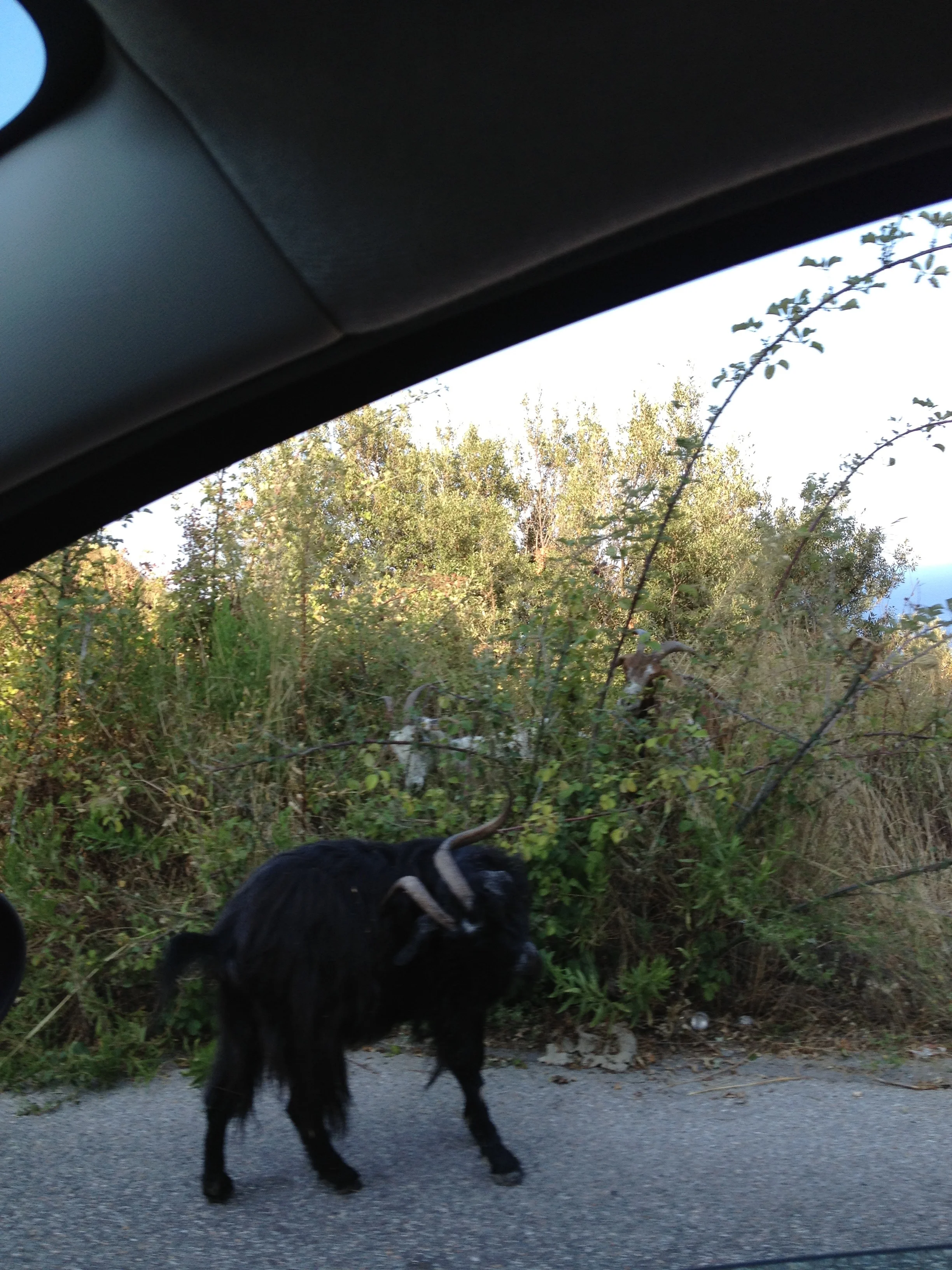And then this little guy and all his friends walked by! Most of the land is full of farmers, its not uncommon to see a herd of goats or donkeys walking by the road. 