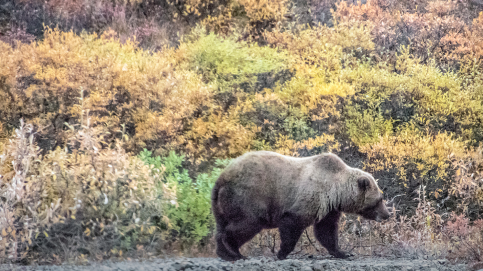 The Brown Bear aka Grizzly Bear!