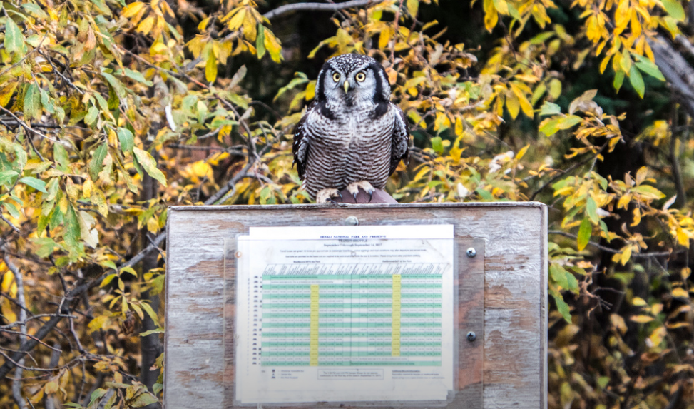 Northern Hawk Owl