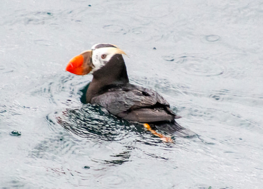 The Puffin!