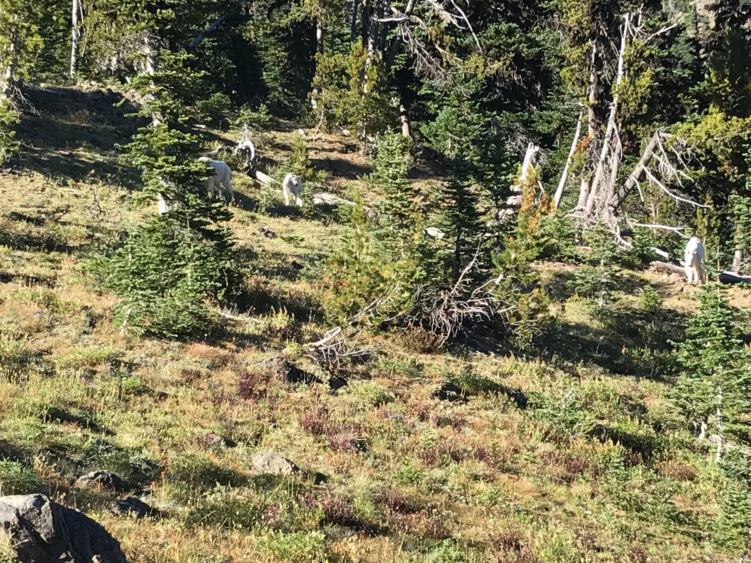 The welcoming committee, before they got closer… and closer… 