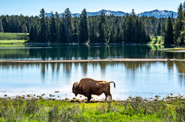 Yellowstone is a place where the buffalo roam free. Please treat them with the utmost respect as that hasn't happened recently with the gentlemen taunting and harassing the buffalo.
