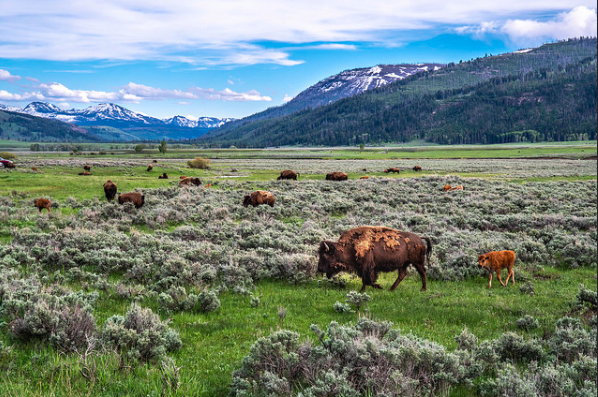 The wildlife roam in ample space at Yellowstone.
