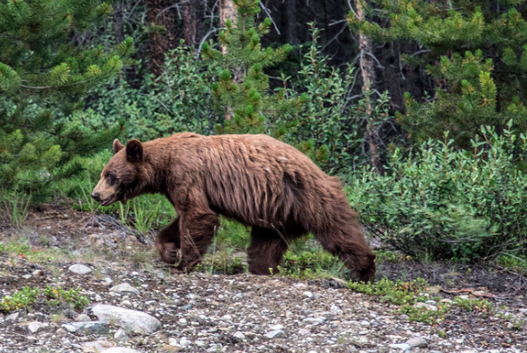 And yes like any good National Park in the Rockies the bear…and all forms of wildlife…are abundant! Seth captured this grizzly pic while there and always reminds you to be safe, leave no trace, and treat the animals and lands with the respect they deserve!