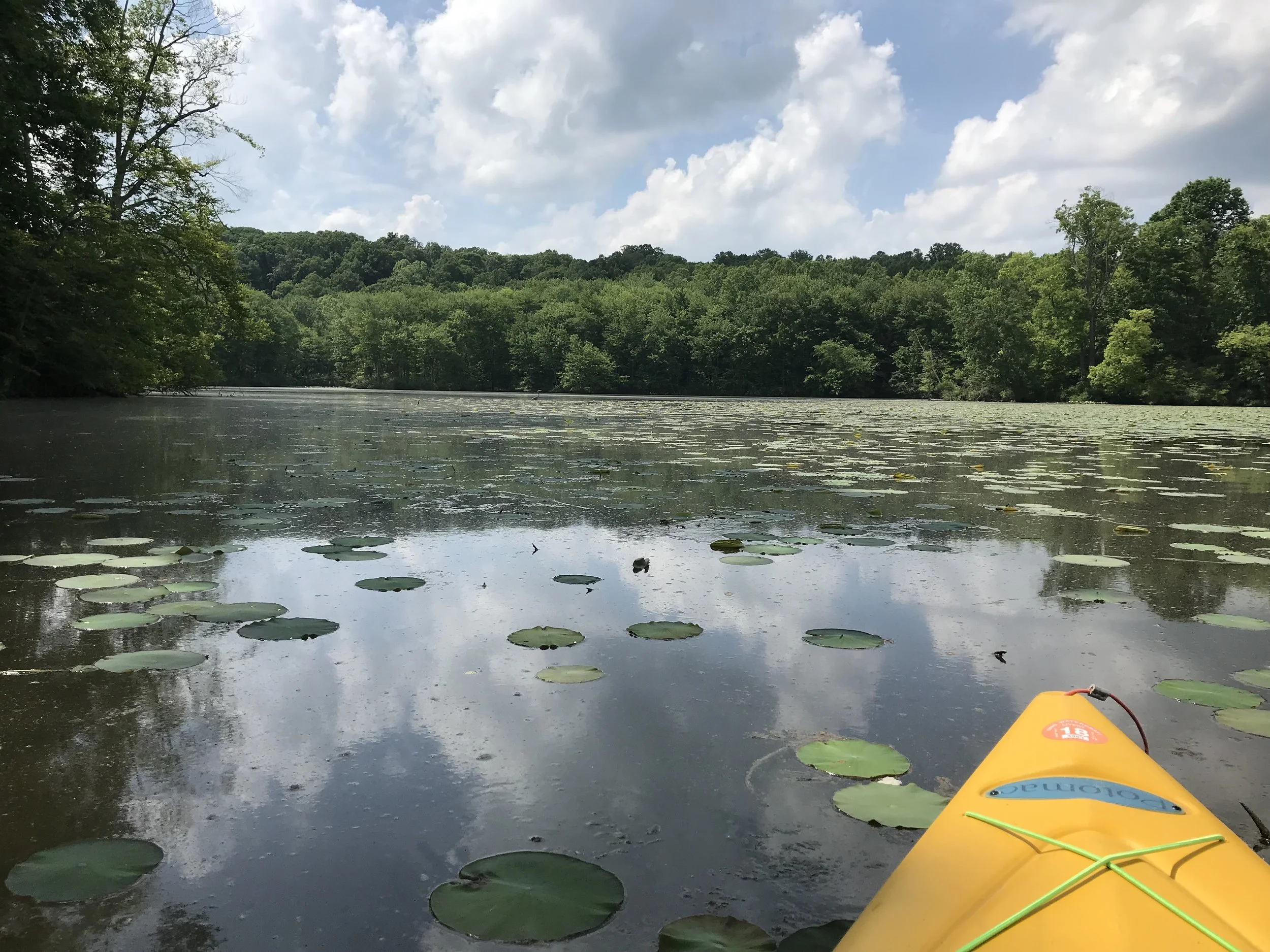The Lake Logan Marina is a great place to rent a kayak and take a paddle out on Lake Logan, especially into areas like this one where the pontoon boats can’t go!