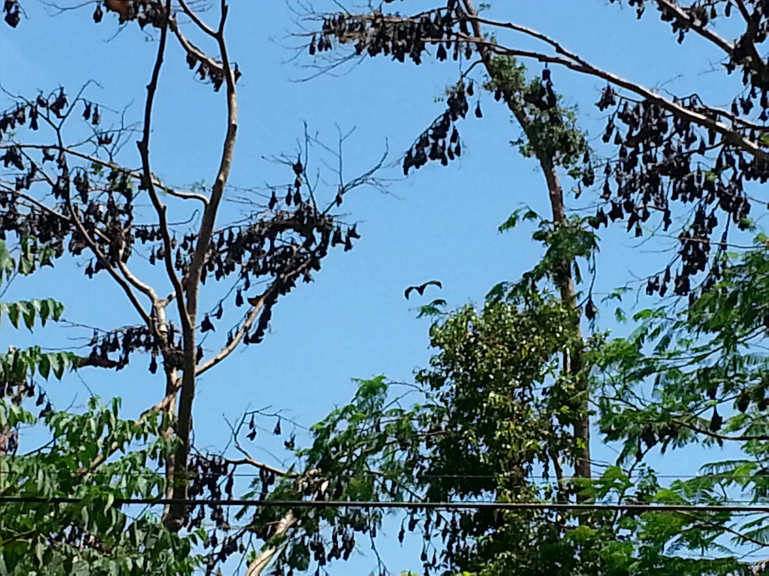 If you ever venture to Subic Bay you will have a hard time not seeing monkeys or these fruit bats, they are everywhere!