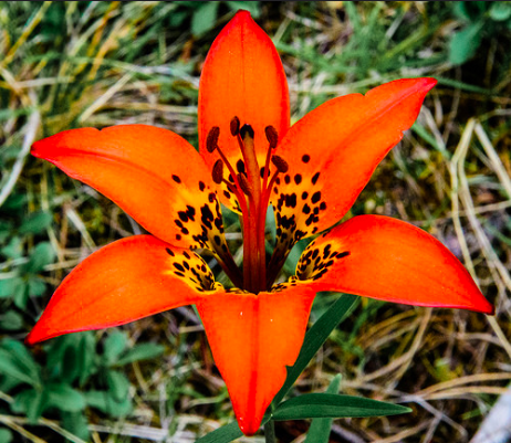 Abundant wildflowers will leave you stuck in time on the trail!